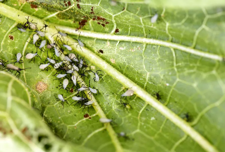 8 Tips for Getting Rid of Squash Bugs Naturally Before They Devour Your Plants