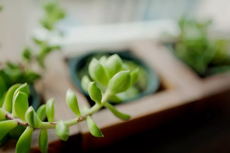 How to Prevent and Fix Leggy Succulents