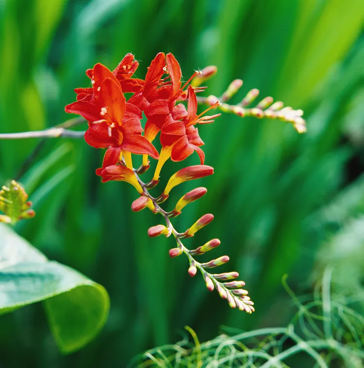 How to Plant and Grow Crocosmia