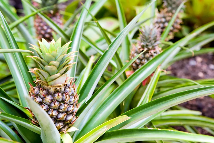 How to Plant a Pineapple to Grow Delicious Fruit