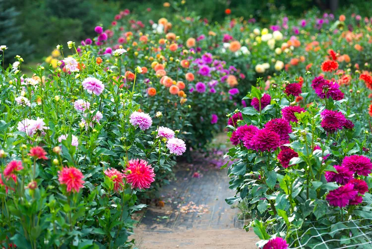 Why Are My Dahlias Not Blooming? These 5 Mistakes May Be to Blame