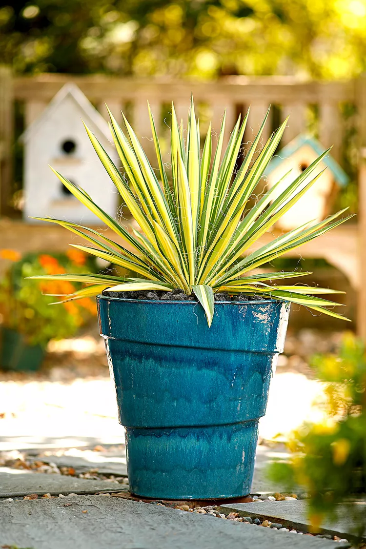 19 Rabbit and Deer-Resistant Container Plants for Your Garden