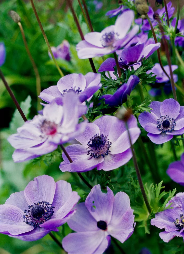 How to Plant and Grow Anemone Bulbs