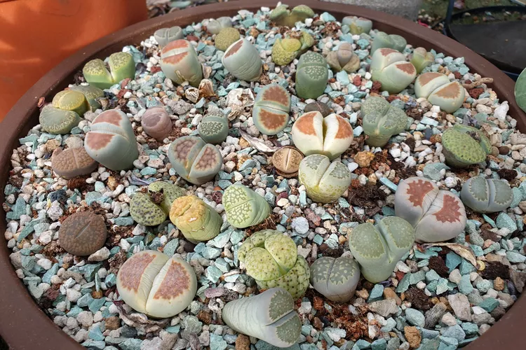 How to Grow and Care for Living Stones