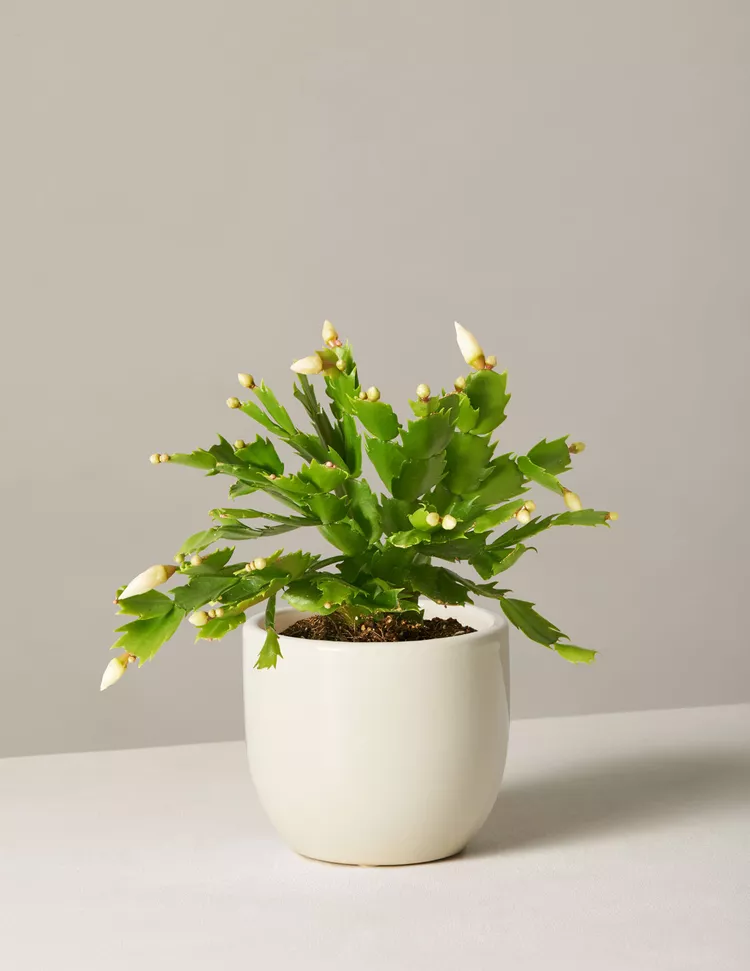 6 Pet-Friendly Holiday Houseplants to Celebrate the Season Safely