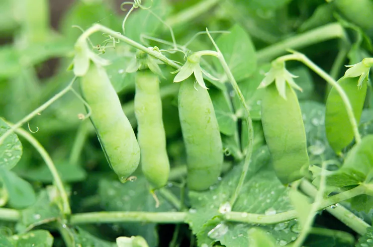 10 Best Companion Plants for Peas