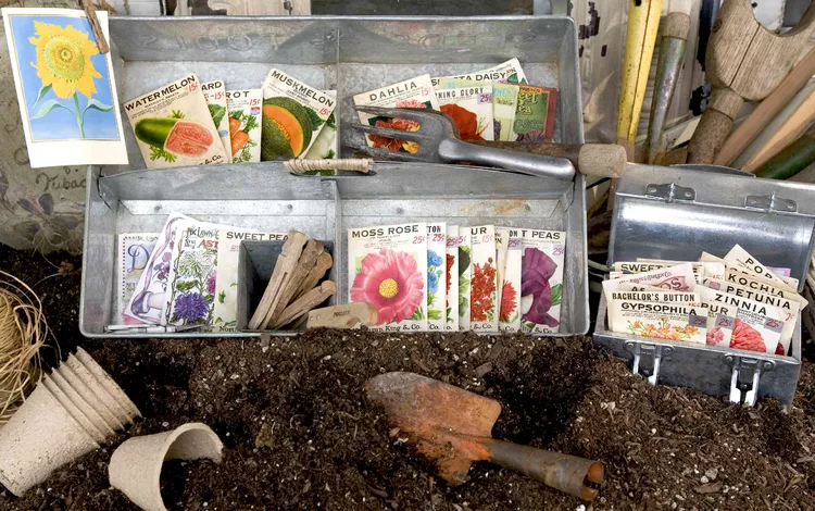 How Long Do Seeds Last? Plus How to Tell If Old Seeds Are Still Good