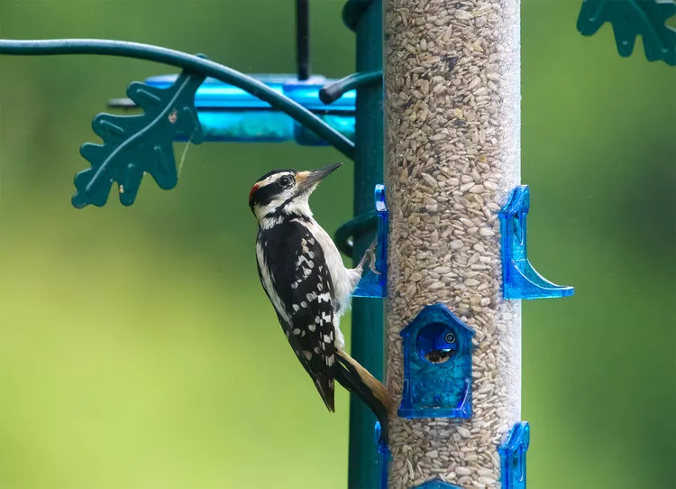 How to Stop Woodpeckers from Pecking Your House