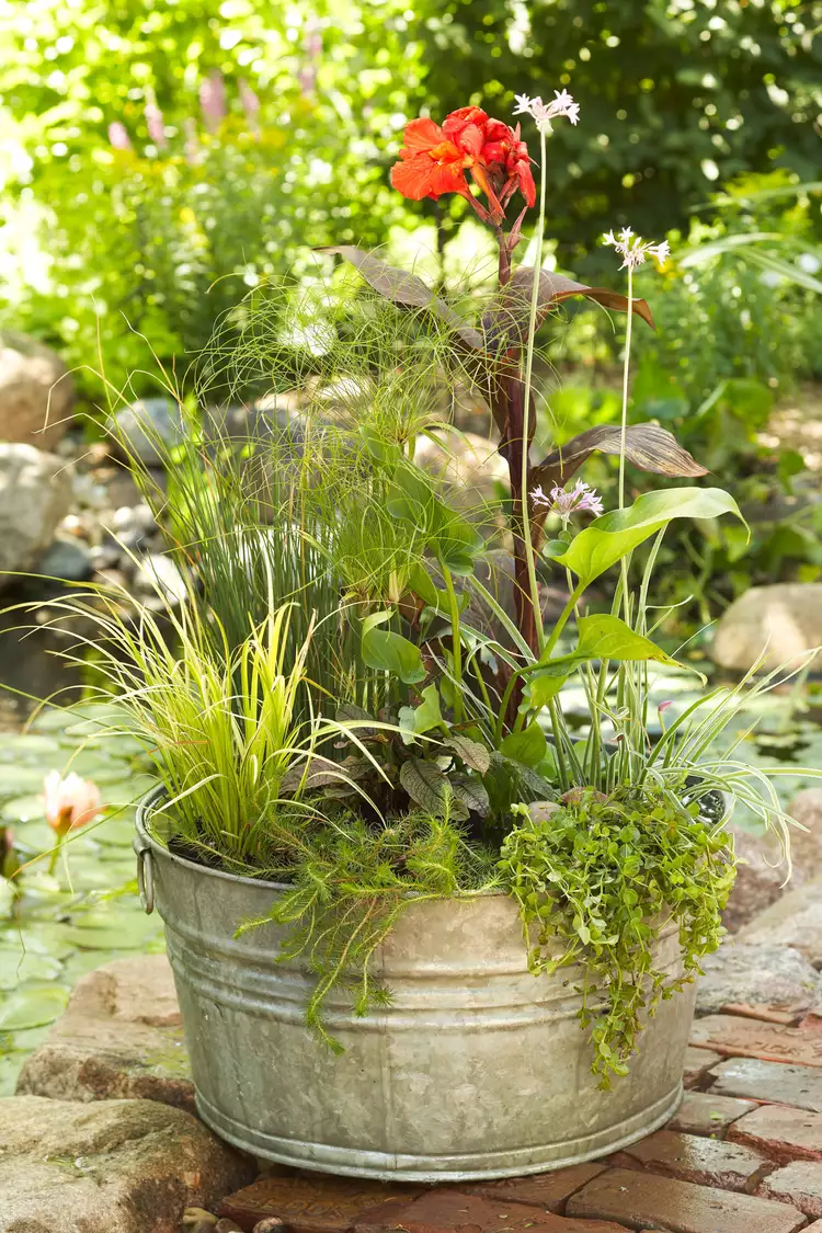 Water Container Garden