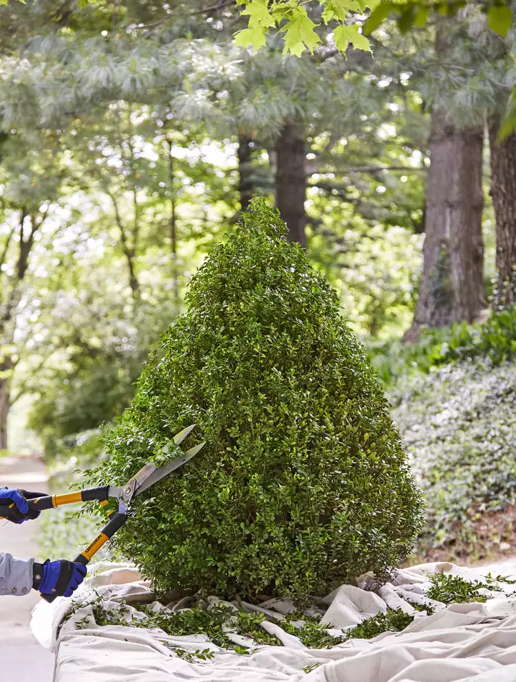 How and When to Prune Boxwood—7 Must-Know Tips