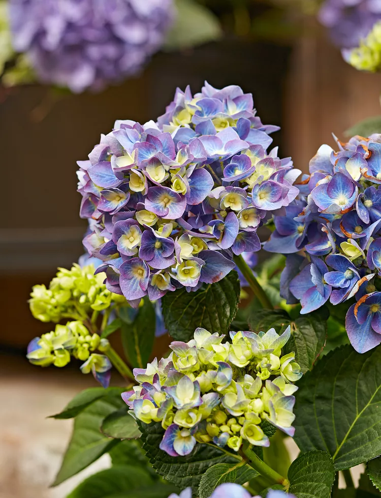 8 Surprising Hydrangea Facts You Probably Didn’t Know