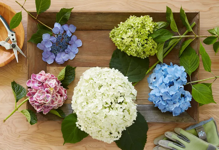 How to Prune Hydrangeas for a Burst of Growth and Color