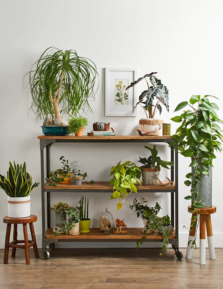 How to Arrange Plants In Your Living Room to Add Natural Style