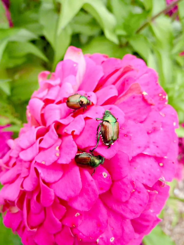 6 Things to Do to Get Rid of Garden Bugs Safely 