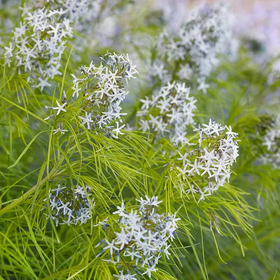 16 Award-Winning Landscape Plants for Georgia Gardens