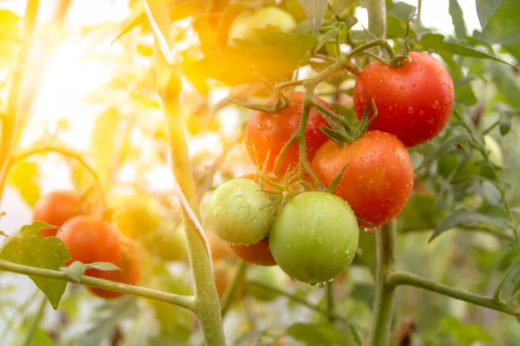 How Much Sun Do Tomatoes Need for the Best Harvest?