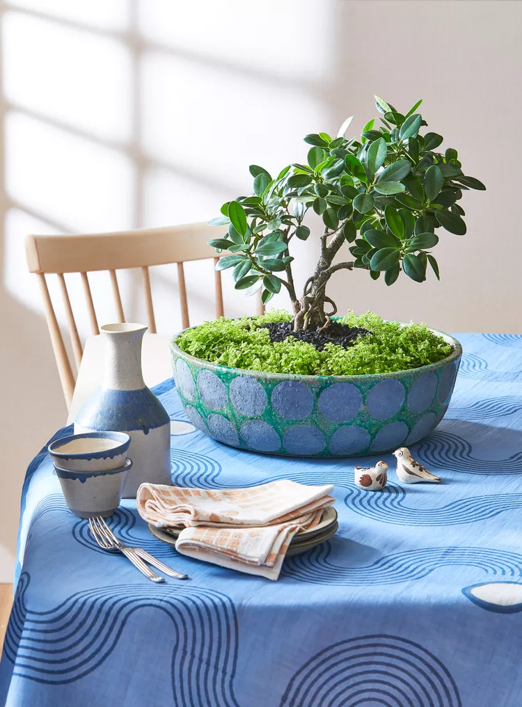 7 Easy-to-Grow Bonsai Tree Types Perfect for Beginners