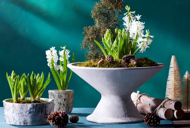 14 Ways to Decorate with Winter-Flowering Bulbs in Your Home