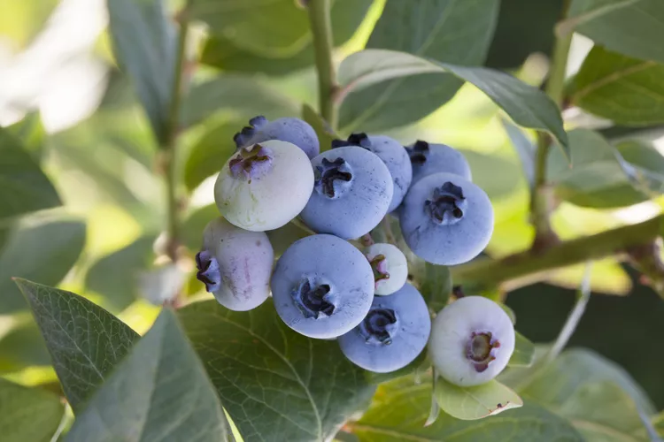 10 Best Blueberry Companion Plants That Thrive in Acidic Soil