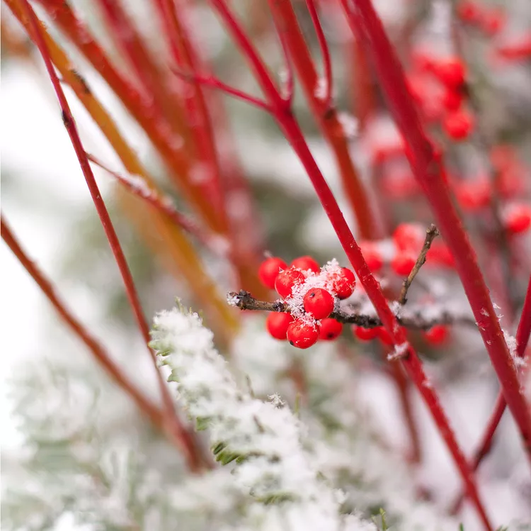 6 Tips for Landscaping in Winter to Add Cold-Weather Color