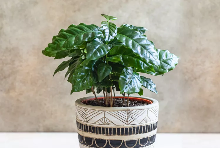 How to Grow and Care for a Coffee Plant Indoors