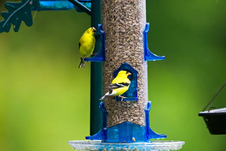 How to Attract Goldfinches for Backyard Birdwatching 