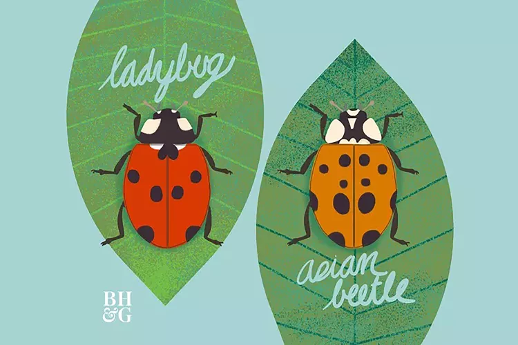 Ladybug vs. Asian Lady Beetle: How to Tell the Good Bug from the Bad Bug