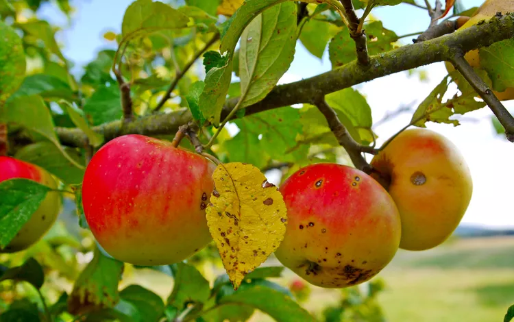 The 6 Most Common Apple Tree Diseases and How to Prevent Them