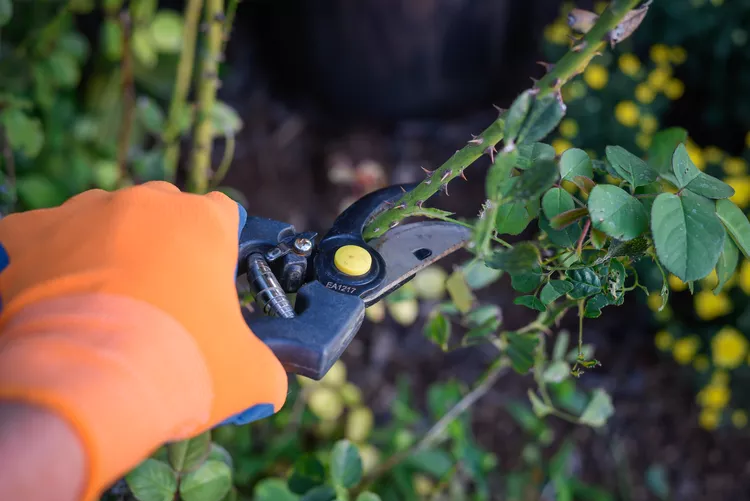 25 Gardening Tips Every Gardener Should Know