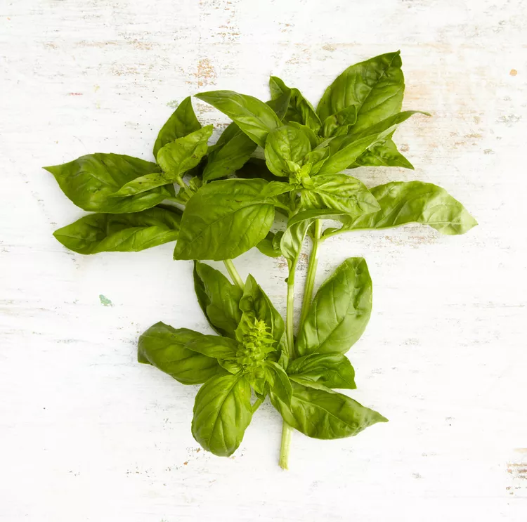 How to Harvest Basil to Bring Fresh Flavor to Your Kitchen