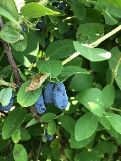 Meet Honeyberry: A Blueberry-Like Fruit Full of Antioxidants