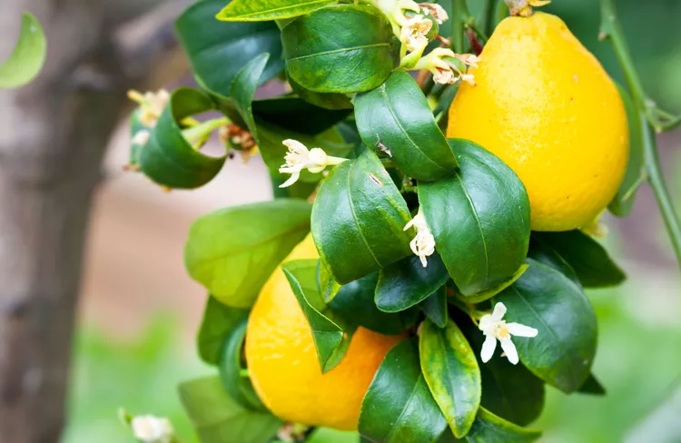 Lemon Tree Leaves Curling? 5 Causes and How to Fix the Problem