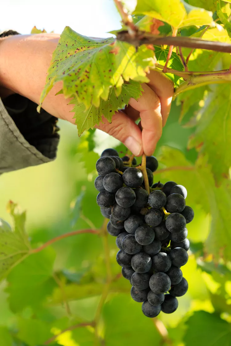 How to Prune Grape Vines to Get the Best Harvest