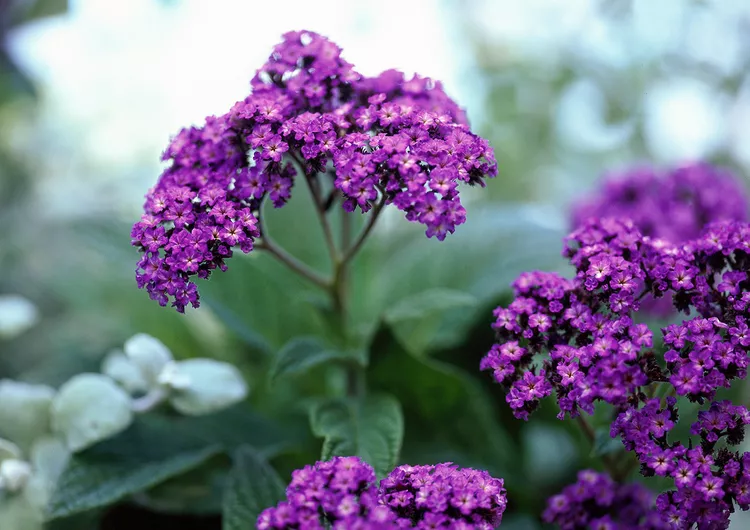 How to Plant and Grow Heliotrope