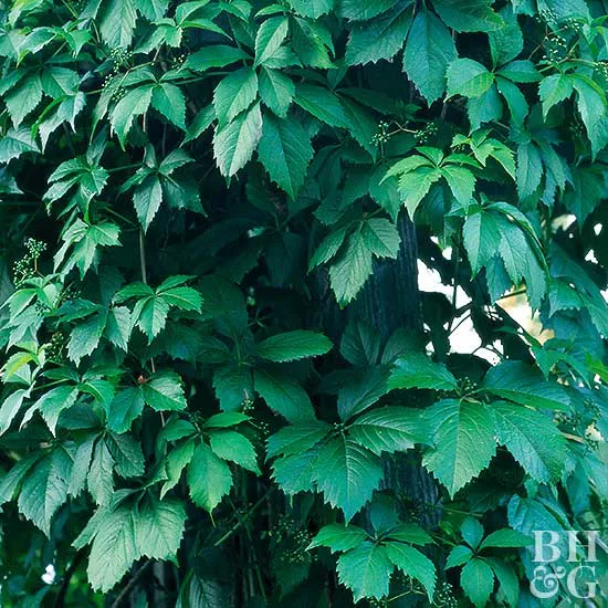 How to Plant and Grow Boston Ivy