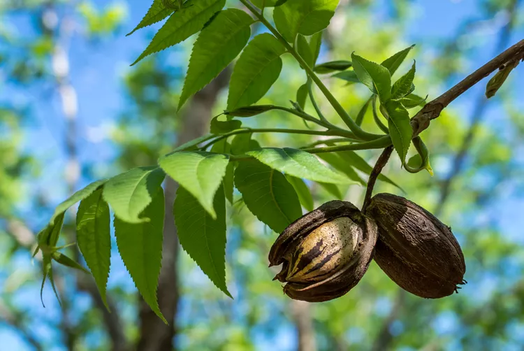 How to Plant and Grow Pecan Trees