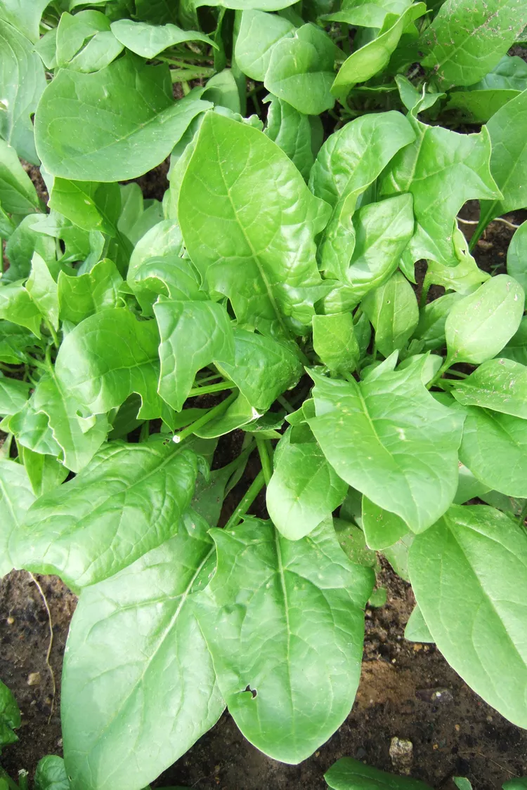 How to Plant and Grow Spinach for Its Lush, Leafy Greens