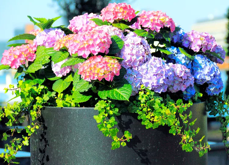 How to Plant and Care for Hydrangea in Pots