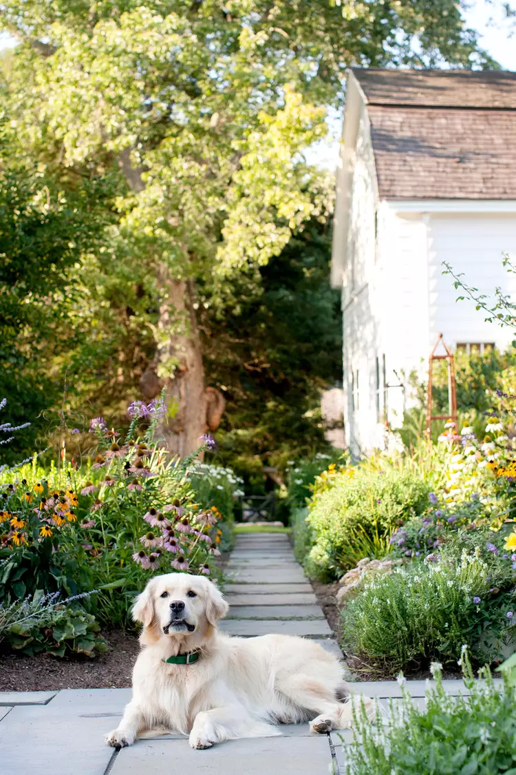 5 Pet-Friendly Weed Killer Options for a Safe and Beautiful Yard