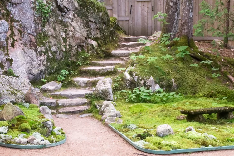 How to Grow Moss in Your Garden in 6 Simple Steps