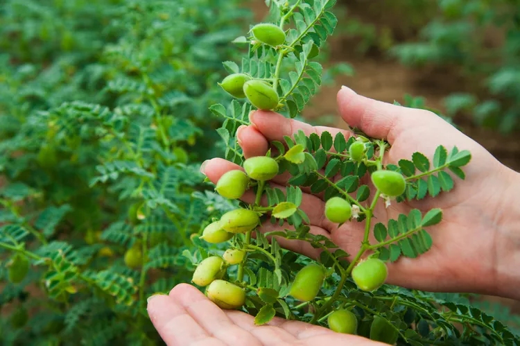 How to Plant and Grow Chickpeas in Your Garden