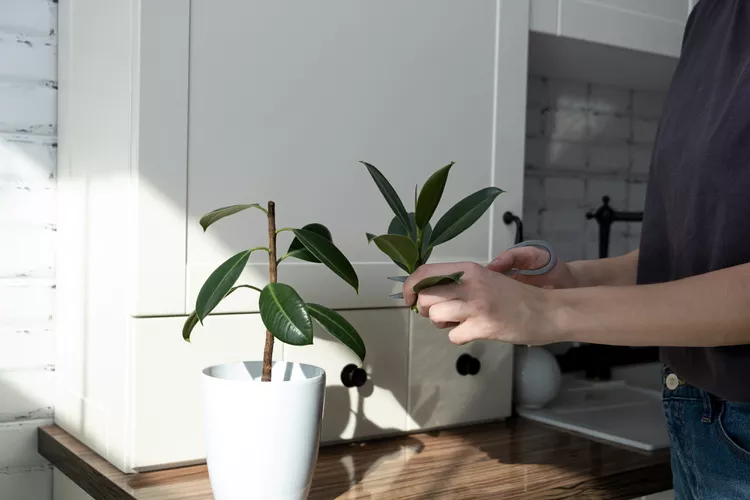 How to Propagate a Rubber Plant Successfully