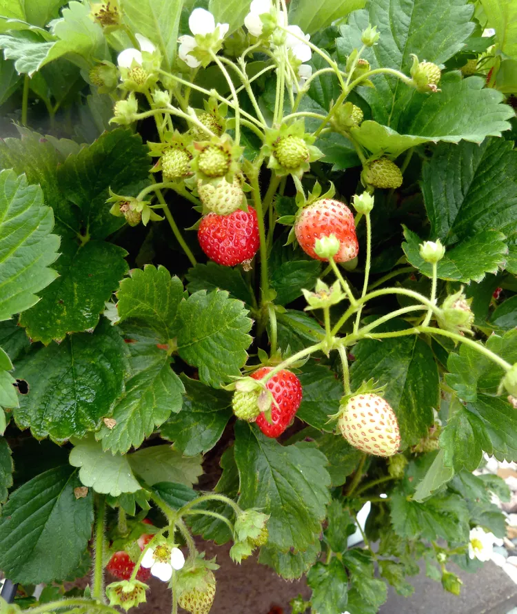 8 Simple Tips for Growing Strawberries Indoors