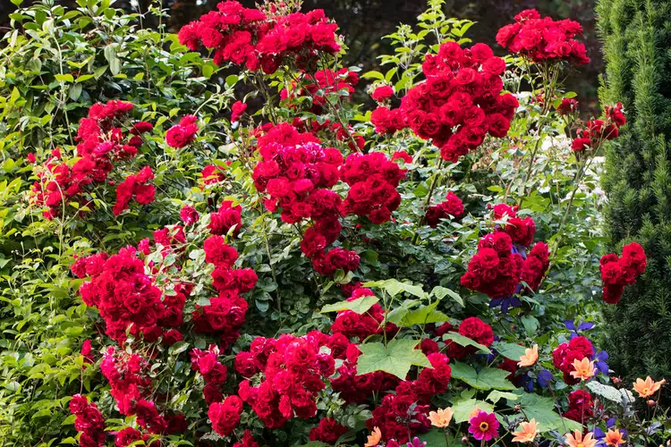 8 Colorful Flowering Shrubs to Grow for Cut Flowers