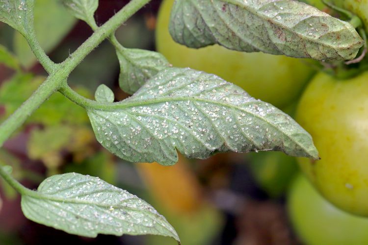 What Are the Tiny White Bugs on Your Plants? 4 Common Pests They Could Be