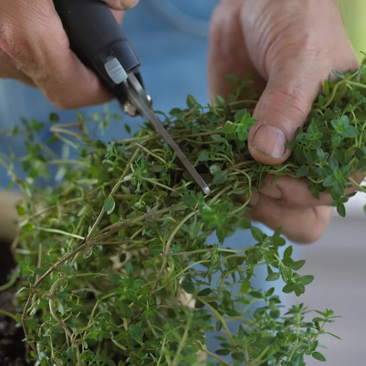 When and How to Harvest Thyme Without Killing the Plant