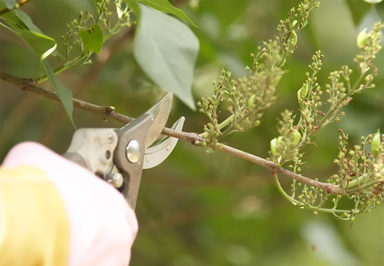 How and When to Prune Lilacs to Get Tons of Flowers 