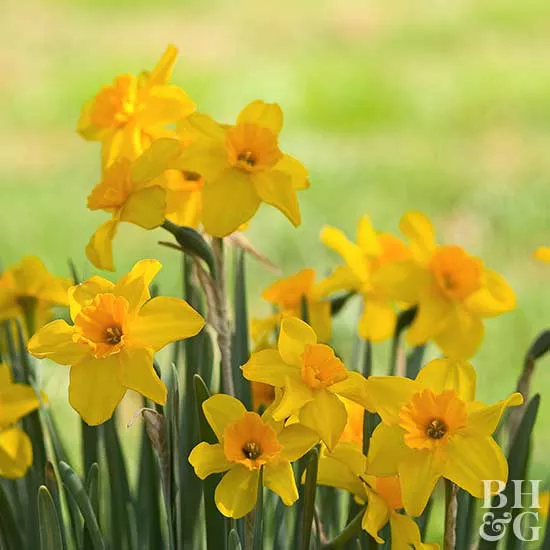 How to Plant and Grow Jonquil Daffodil