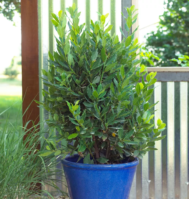 How to Grow and Care for a Bay Leaf Plant Indoors or Outdoors