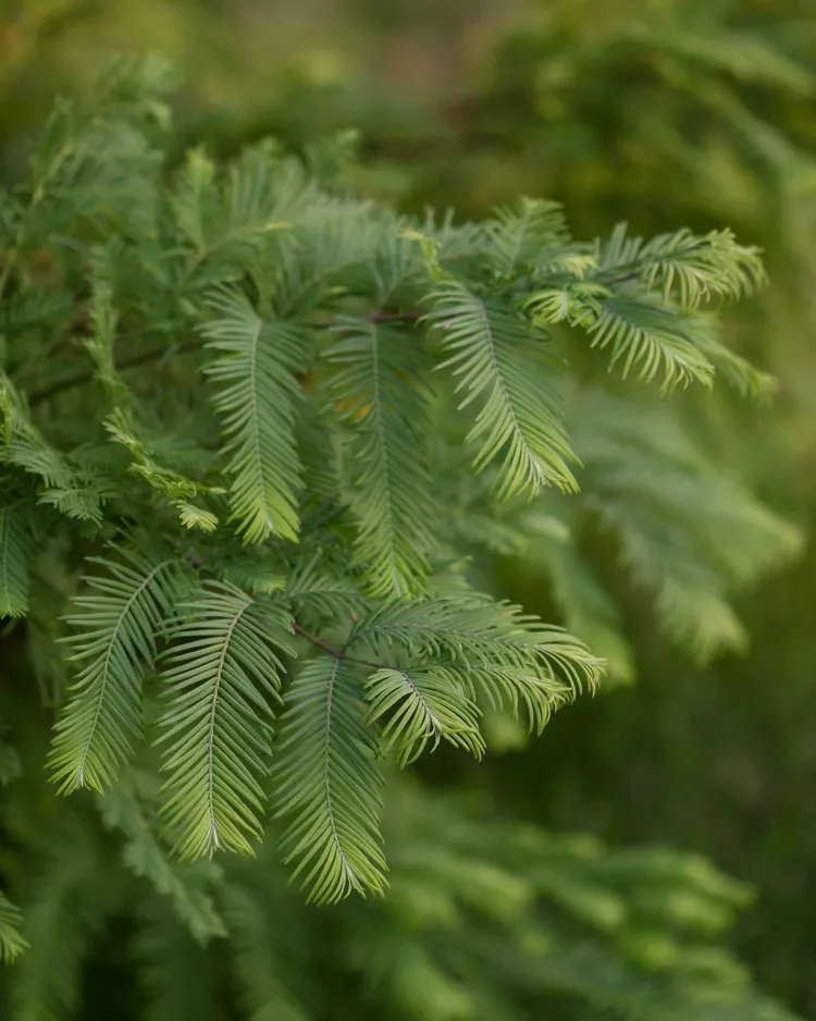 The 18 Best Conifer Trees for Year-Round Beautiful Landscaping